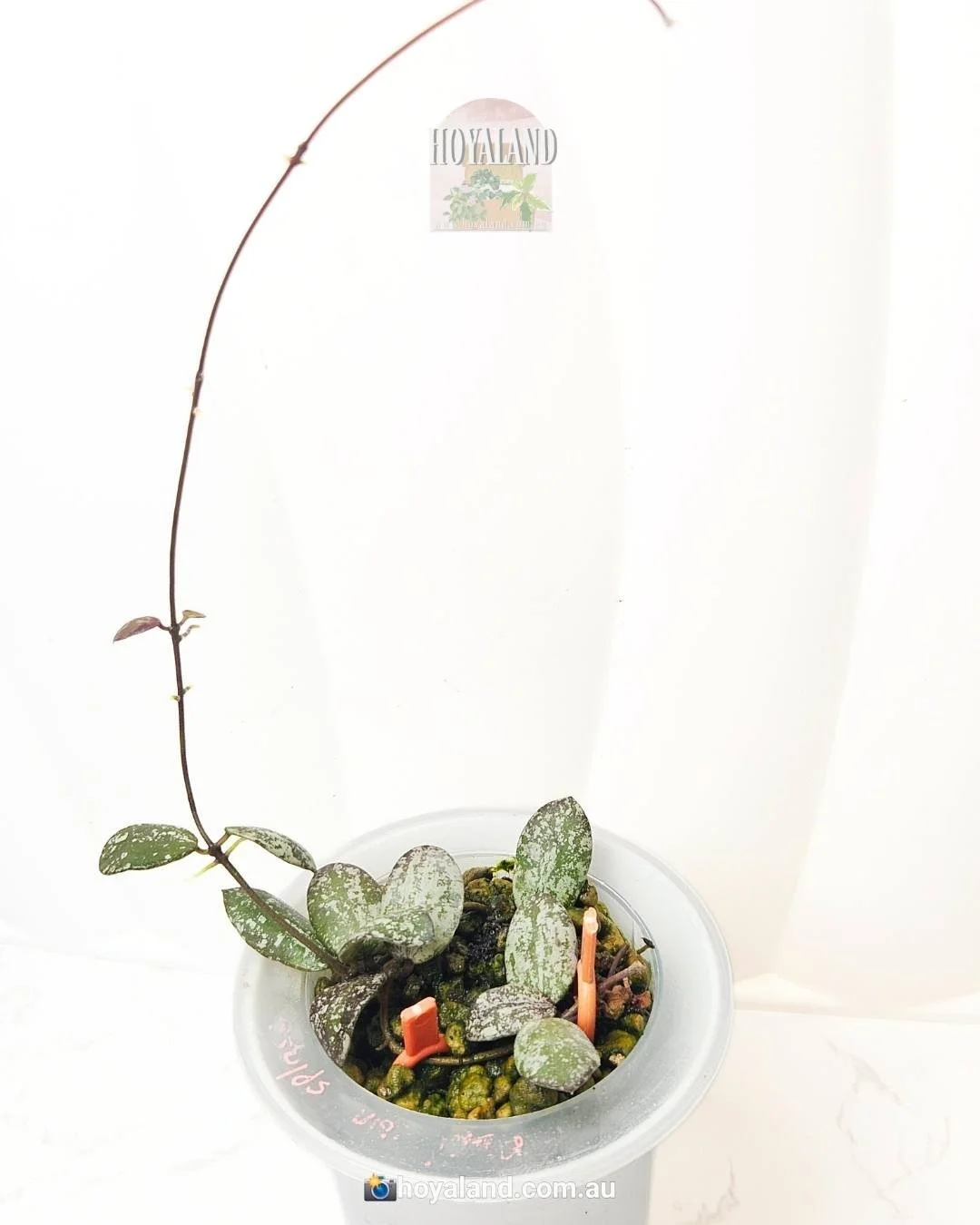 Hoya Mini Coin (High Splash) sp Kalimantan | Small Leaf Hoya